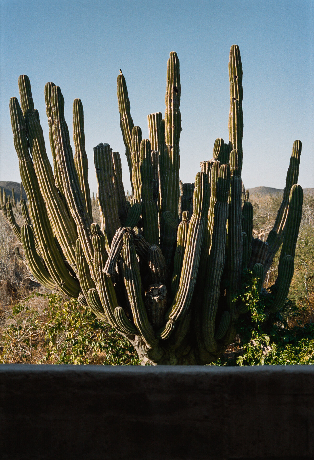 Profiler, Explore: Rubén Valdez Practice for Architecture (Fig. 8)